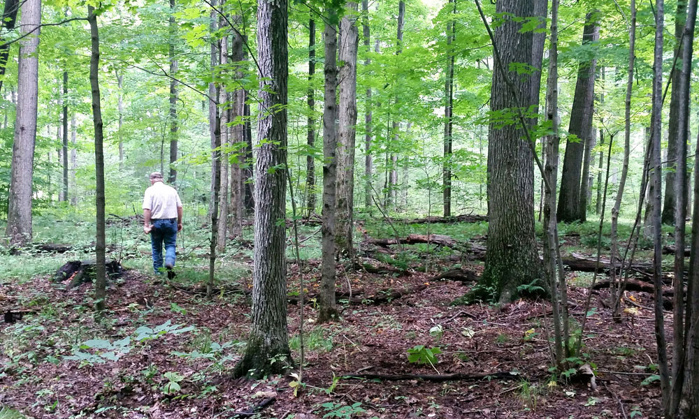 Pop-Larry-forging-mushrooms Pop-Larry-forging-mushrooms