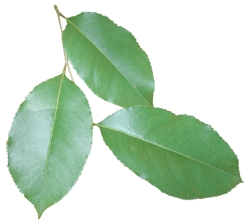 Beech Leaves Beech Leaves