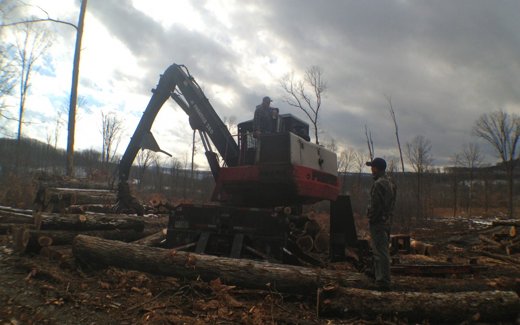 Timbering in the Forest