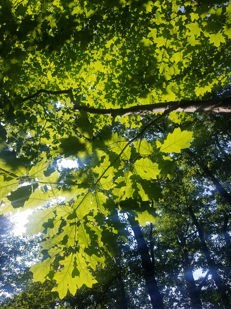 Red Oak Trees Red Oak Trees