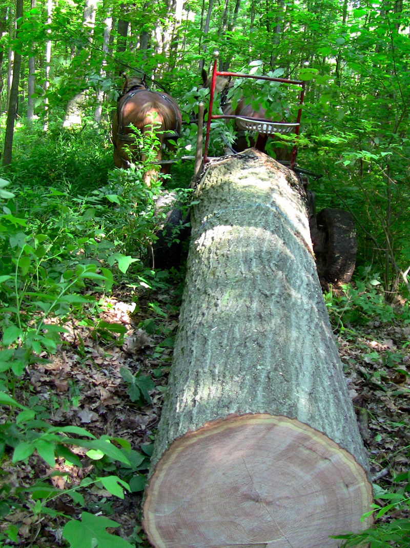 Red Oak Logging with Horses Red Oak Logging with Horses